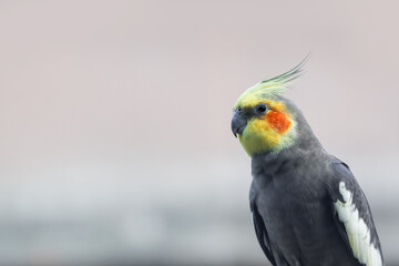 Close up view of the The Cockatiel bird with shallow depth of field.