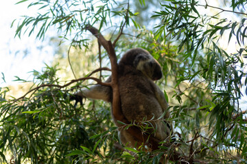 Koala, an arboreal herbivorous marsupial native to Australia, sleeping on the tree in Perth Zoo