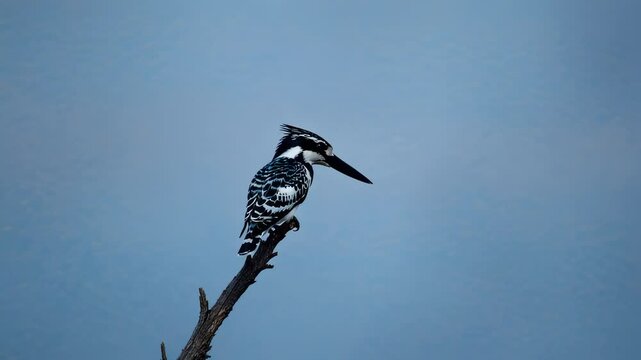 Kingfisher perched on branch, tranquil blue sky background.  Possible use Nature, wildlife, bird photography