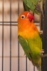 Colorful lovebird perched inside a cage during afternoon light