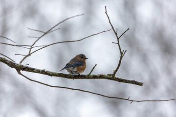 Eastern Bluebird on a snowy branch