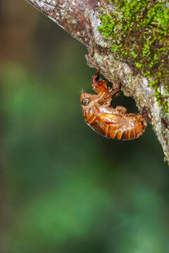 Cicada in 4th instar nymph stage, just prior to shedding its nymph exoskeleton.