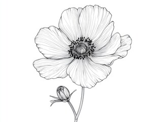 Detailed line drawing of a flower and bud