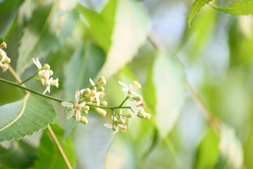 Azadirachta indica flower in tree. Its other names nimtree or Indian lilac. Its seeds are the source of neem oil. Many aruvedic medicines are made from its leaves,flower and seeds. Neem flower.

