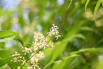 Azadirachta indica flower in tree. Its other names nimtree or Indian lilac. Its seeds are the source of neem oil. Many aruvedic medicines are made from its leaves,flower and seeds. Neem flower.
