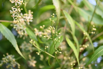 Azadirachta indica flower in tree. Its other names nimtree or Indian lilac. Its seeds are the source of neem oil. Many aruvedic medicines are made from its leaves,flower and seeds. Neem flower.

