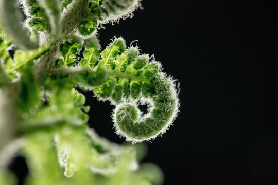 Macro shot of fern