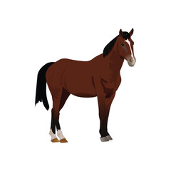 Obraz premium horse vector illustration