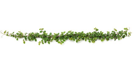 A vine with small green leaves stretches horizontally across a stark white background in a studio shot