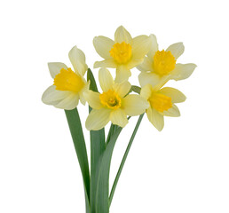 Fototapeta premium Narcissus isolated on a white background