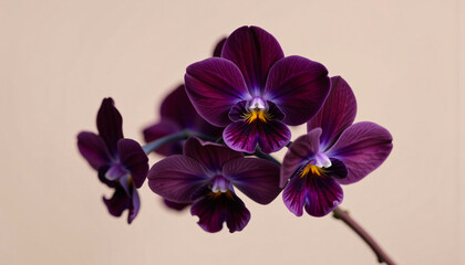 Obraz premium Elegant cluster of violets in a minimalist style, with deep plum and muted mauve tones