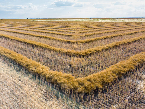 Looking down over dried windrows in a farmpaddock
