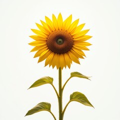 Obraz premium Blooming Sunflower Against a White Background Close-up