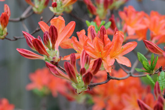 close up of mollis azalea shrub in flower