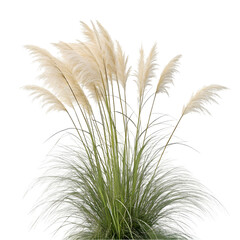 Fototapeta premium Pampas Grass Stock Photo: White Pampas Grass Image, Nature Background on transparent background