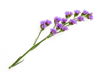 Fototapeta premium A single stem of purple statice flowers isolated on a white background in a studio setting