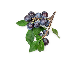 Thorny branch with fruits isolated on a white background., contour