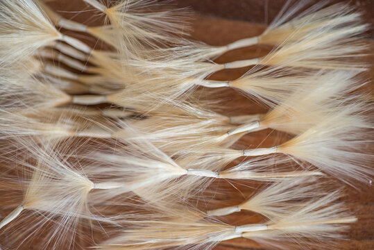 Desert Rose seeds
