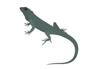 Lacertilia on a white background.