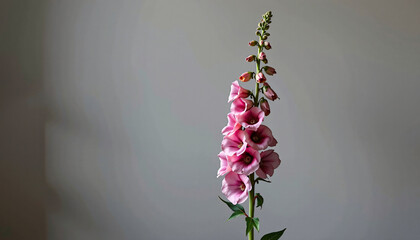 Graceful stem of foxglove in a minimalist style, with dusty pink and cool gray palette