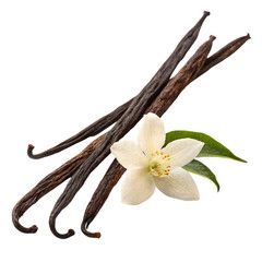 Vanilla Beans and Flower: High-Quality Images for Food, Drink, and Recipes on transparent background