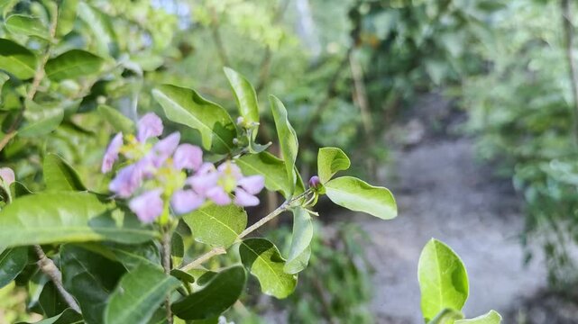 Flower (Acerola Cherry, Prunus Arium) pink color, Naturally beautiful flowers in the garden
