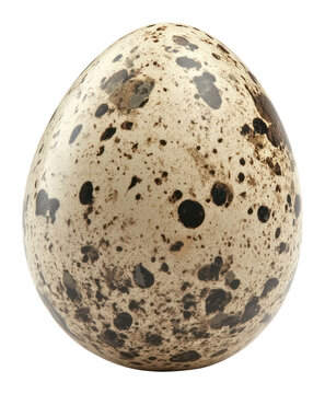 PNG Quail egg quail white astronomy.