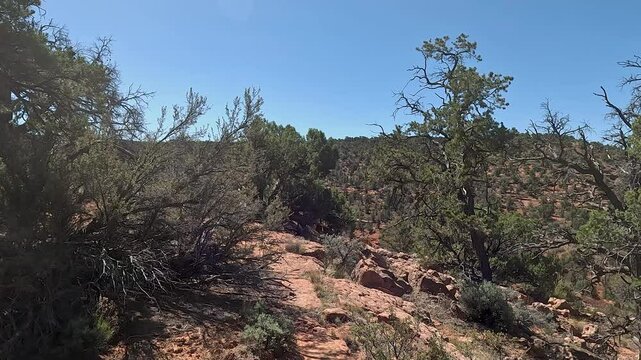 Driving high mountain desert juniper tree forest Utah POV. Southern Utah off road recreation nature and exploring. Desert mountain canyon river valley trail ride adventure area. Remote wilderness.