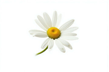 white daisy flower on a white background 1