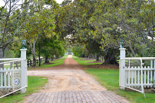 Gravel road lined with native trees through a white picket fence
