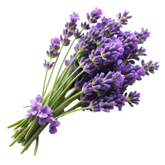 Fototapeta premium Lavender Flowers Isolated On Clean White Background