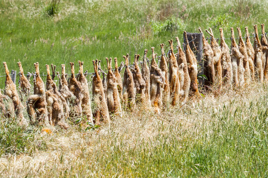 A row of dead foxes hanging along a fenceline