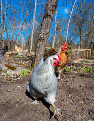 Close up of gray hen in free range in garden