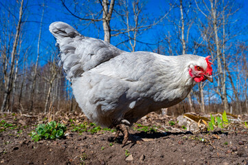 Close up of gray hen in free range in garden