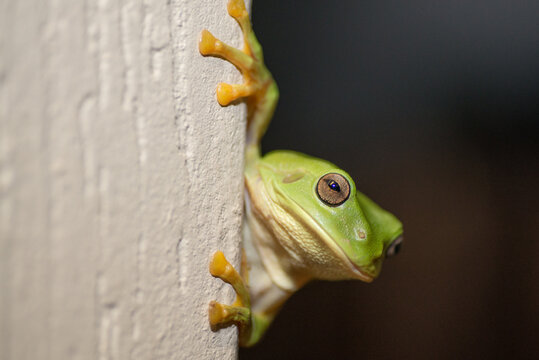 Close up of green tree frog on corner of wall