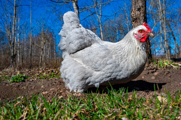 Close up of gray hen in free range in garden