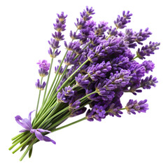 Obraz premium Fresh Lavender Blooms Isolated On White Background
