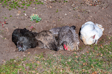 Hens taking a soil bath in garden