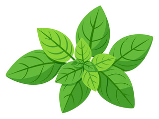 fresh mint leaves isolated