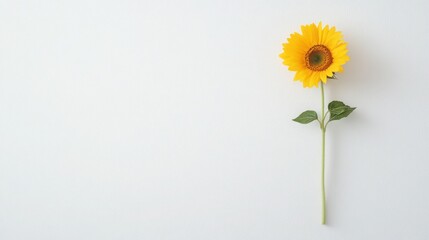 Yellow sunflowers on a white background