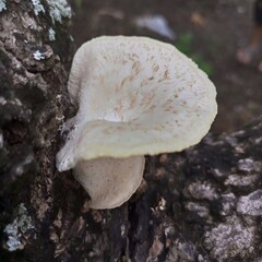 Wood fungus that grows on dead tree trunks
