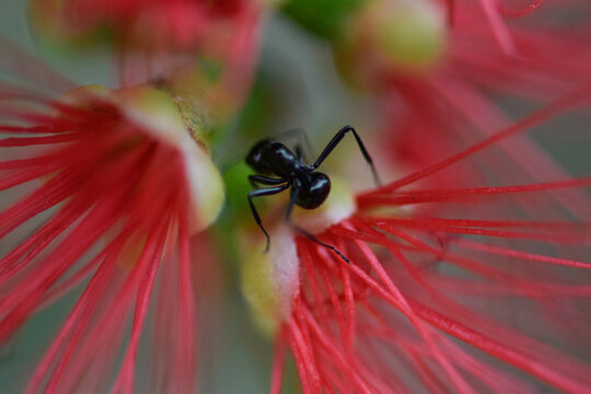 Close up of a black ant on a bottle brush flower