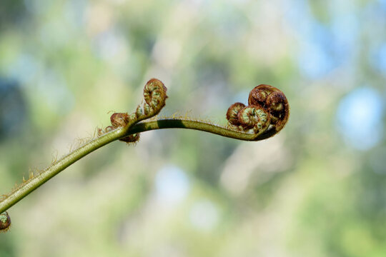 Close up of a fern curl on a branch with a green and blue bokeh background