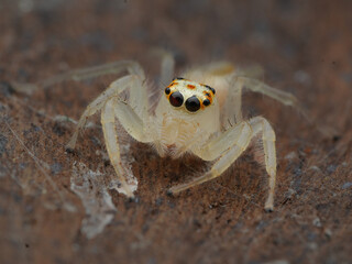 Potrait A pale, almost translucent jumping spider (Telamonia dimidiata) with striking black eyes ringed in red, facing forward on a textured surface, 27 April 2025 Indonesia