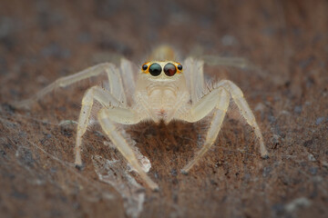 Potrait A pale, almost translucent jumping spider (Telamonia dimidiata) with striking black eyes ringed in red, facing forward on a textured surface, 27 April 2025 Indonesia