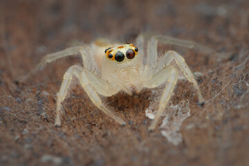 Potrait A pale, almost translucent jumping spider (Telamonia dimidiata) with striking black eyes ringed in red, facing forward on a textured surface, 27 April 2025 Indonesia