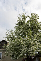Photo of a blooming spring fruit tree near a house