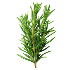 Fototapeta premium Single rosemary sprig is isolated on pure transparency background, showcasing its vibrant green color and detailed texture. fresh herb is perfect for culinary use or as garnish