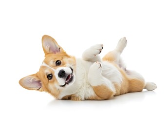 A corgi dog lying on its back with paws in the air on a white background in a studio setting