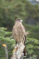 wild bird in patagonia nature